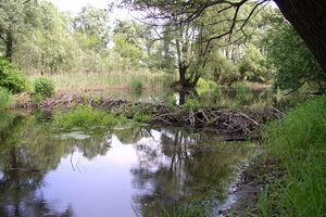 Bobrov habitat