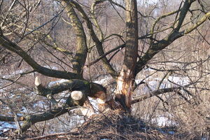 Bobrove sledi